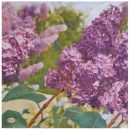 Lilac SLWI-002101
