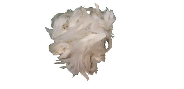 White craft feathers plx1011
