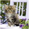 products kitty nv 74915