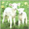 products lambs 13308160