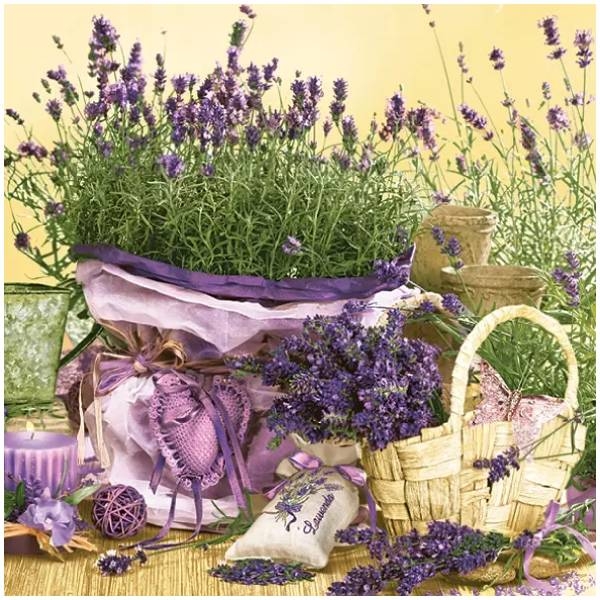 products lavender sdog 006701