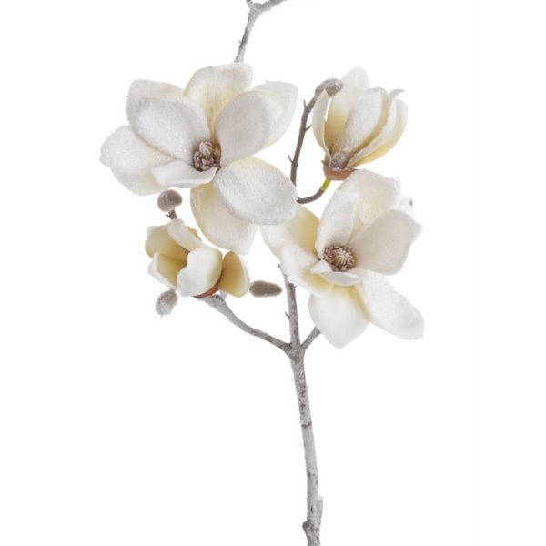 Χιονισμένη Μανόλια Κρεμ