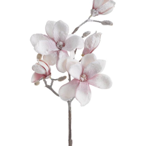 Χιονισμένη Μανόλια Ροζ