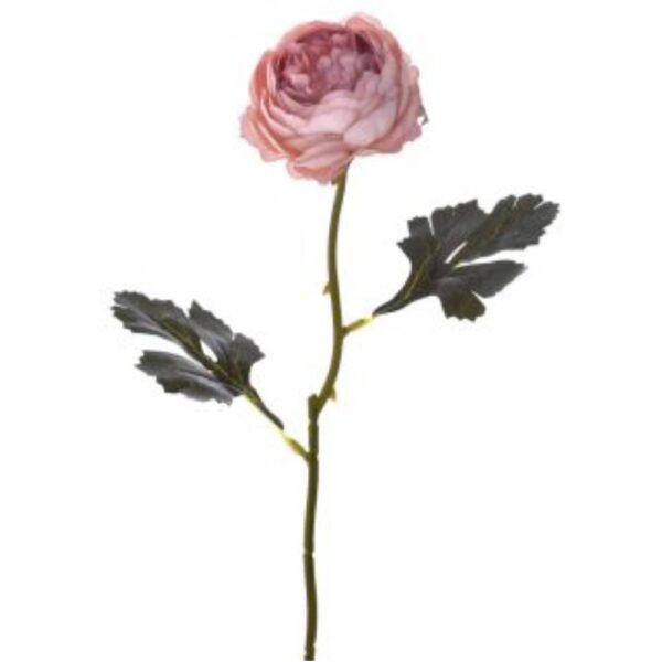 Σάπιο Μήλο Κλαδί Παιώνια 73977