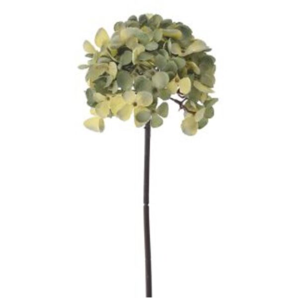 Ορτανσία Μπλε-Πράσινη 81462