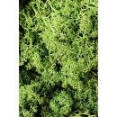 Sea Moss (Βρύα) 500001MDGR