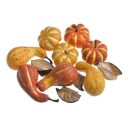 Κολοκύθες 62CAN02637