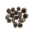 Pinus Sylvestris (κουκουνάρι) S007PACZ