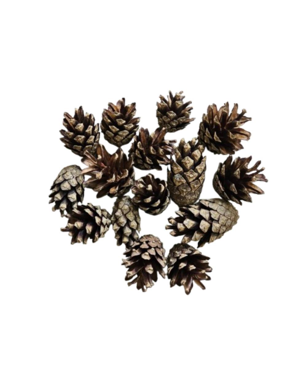 Pinus Sylvestris (κουκουνάρι) S007PACZ